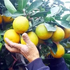 Cam Xã Đoài (Nghệ An) (1kg/túi)