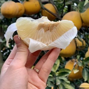 Bưởi Phú Diễn (Hà Nội)