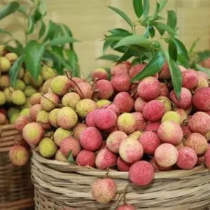 Alternative view of Vải thiều Thanh Hà (Hải Dương) (1kg/túi)