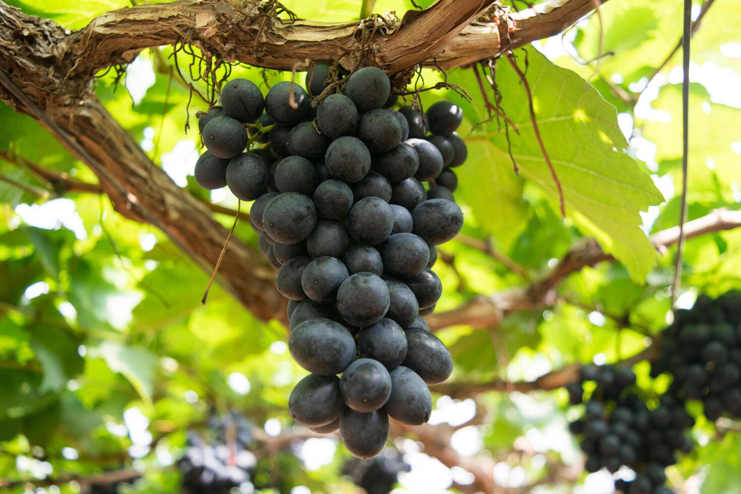 Nho hạ đen (Bắc Giang) (1kg/túi)