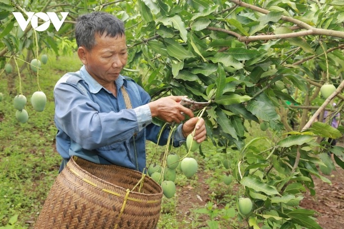 Xoài tròn Yên Châu (Sơn La) (1kg/túi) - Ảnh 2