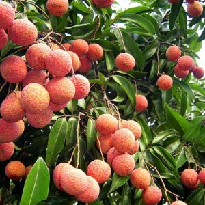 Vải thiều Thanh Hà (Hải Dương) (1kg/túi)