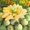 Xoài tròn Yên Châu (Sơn La) (1kg/túi)