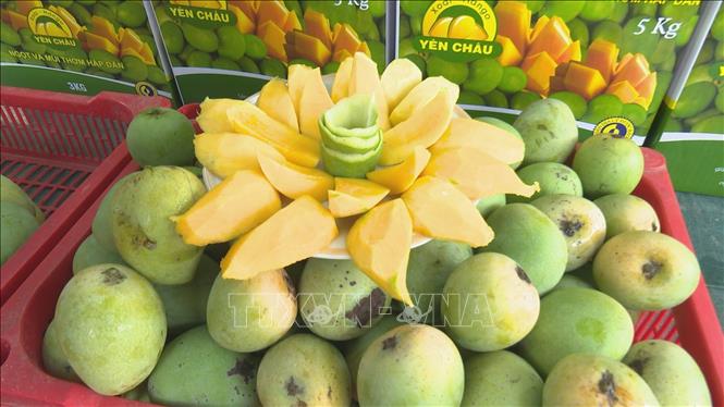 Xoài tròn Yên Châu (Sơn La) (1kg/túi)